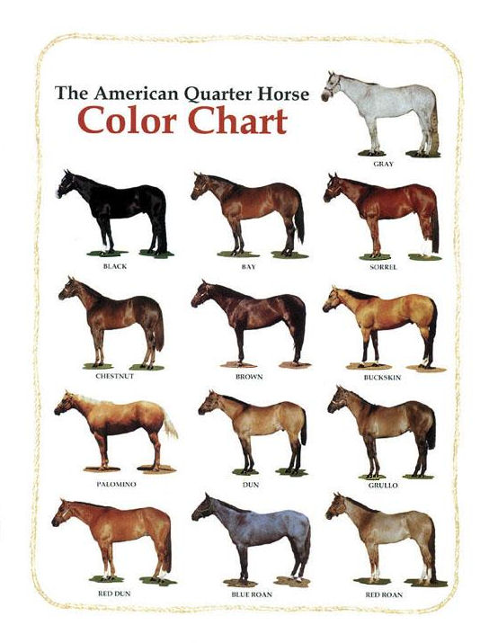 No 1/4 horses